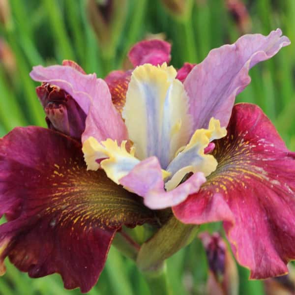 Spring Hill Nurseries Red Flowers Cherry Fling Siberian Iris Live Bareroot Perennial Plant (1-Pack)