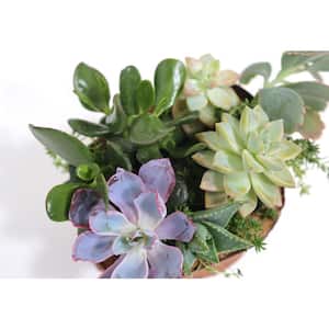 8" Hand Carved Reclaimed Wood Centerpiece with Assorted Live Succulents - Evie Claire