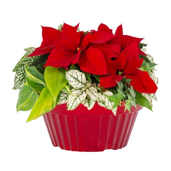 METROLINA GREENHOUSES 1 Gal. Christmas Poinsettia Red Bowl w/Foliage (1-Pack)