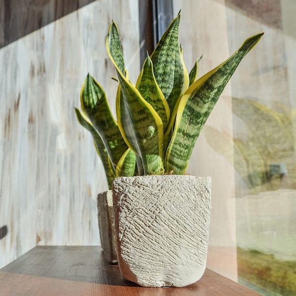 4 in. Sansevieria Laurentii Superba Snake Plant in Grower Container