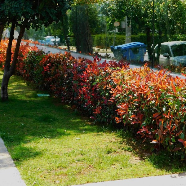 Alder & Oak 5-Container Red Tip Photinia Evergreen Privacy Shrub (2-pack)