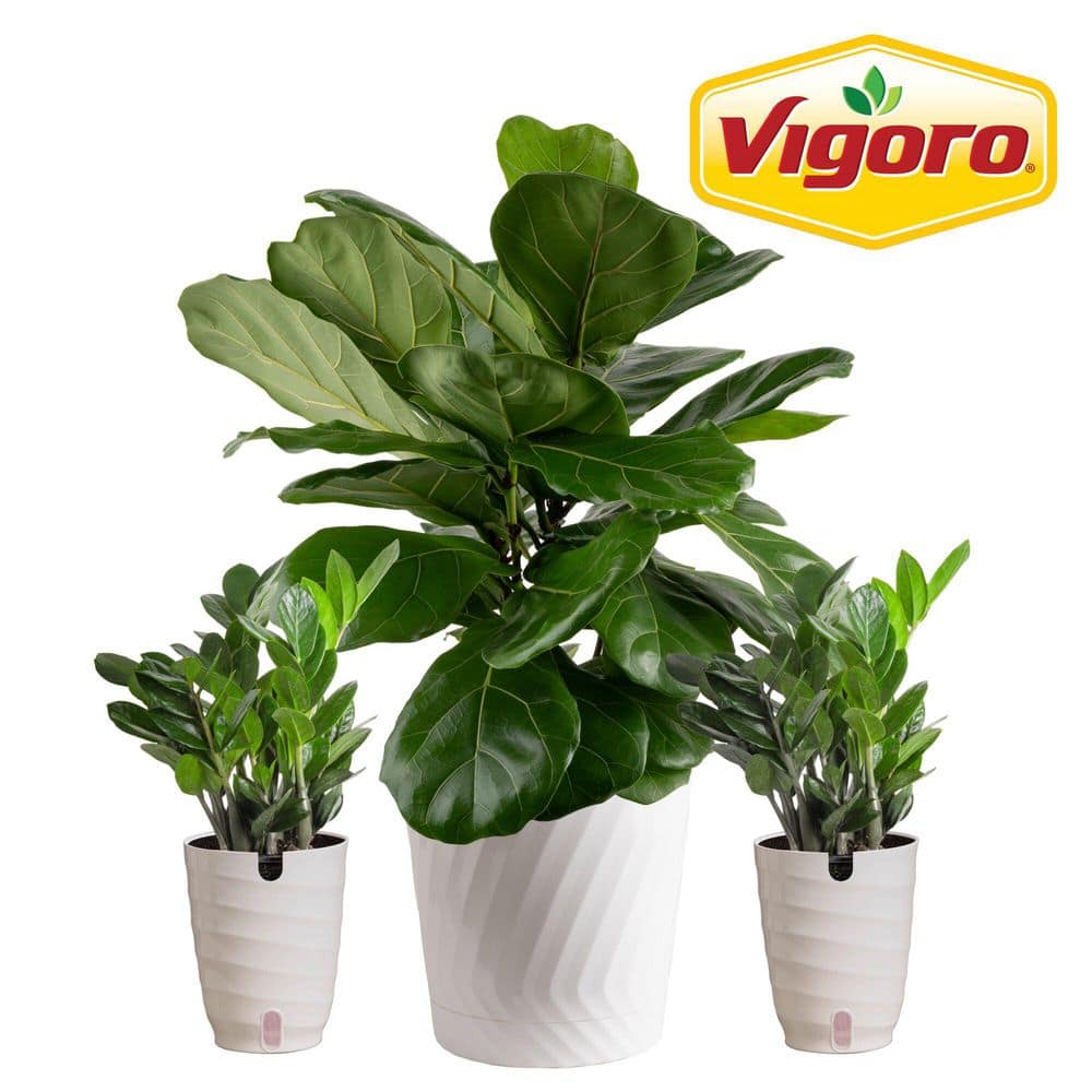Vigoro 10 in. Lyrata Bush and (2) 6 in. ZZ Plant in White Decor