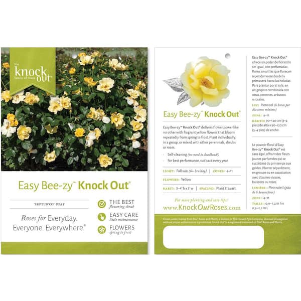 KNOCK OUT 1 Gal. Easy Bee-zy Knock Out Rose Bush with Yellow