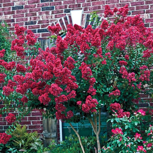 Spring Hill Nurseries Tonto Red Flowering Crape Myrtle Dormant Bare Root Flowering Starter Shrub (1-Pack)