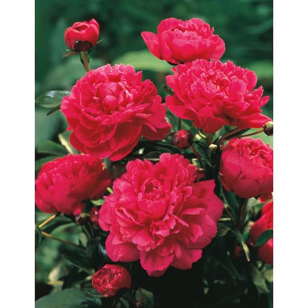 Spring Hill Nurseries Kansas Peony, Live Bareroot Plant, Red Flowering Perennial (1-Pack)