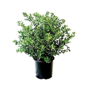 2.25 Gal. China Boy Holly Ilex x Meserveae 'China Boy' Evergreen Live Shrub