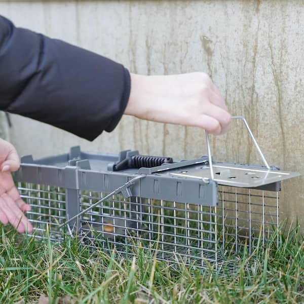 Havahart Easy Set Live Raccoon Trap, Gray, L