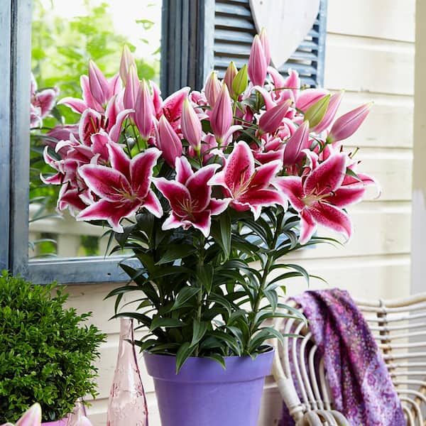 VAN ZYVERDEN Patio Star Romance Lilies Kit with 7 Bulbs, Metal Planter, Nursery Pot, Medium, Gloves, Planting Stock
