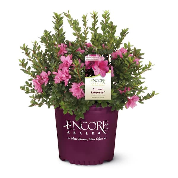 ENCORE AZALEA 1 Gal. Autumn Empress Azalea Shrub with Semi-Double Pink Flowers