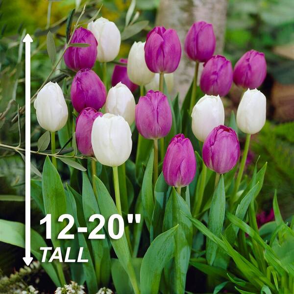 Miracle-Gro 12/+ cm Purple and White Mixed Tulip Bulbs (Bag of 100