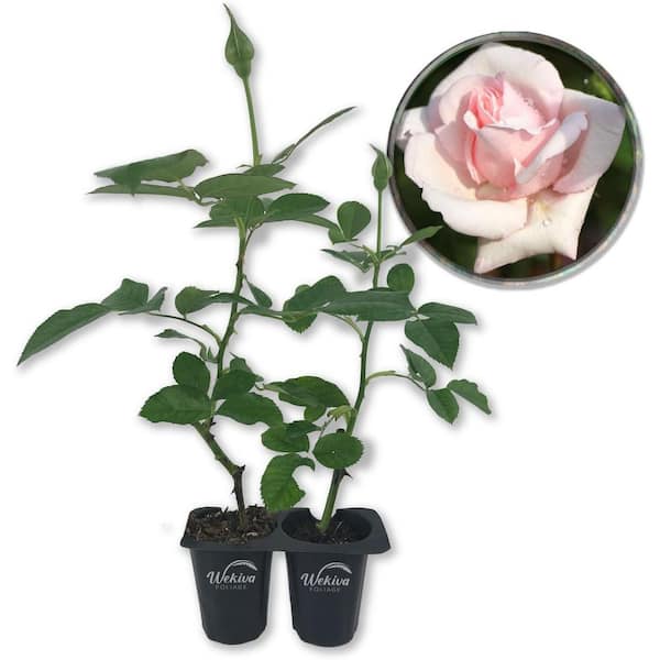 New Dawn Rose Bush 2-Live Starter Plants in 2 in. Pots Beautiful Roses from Florida Ornamental Rose