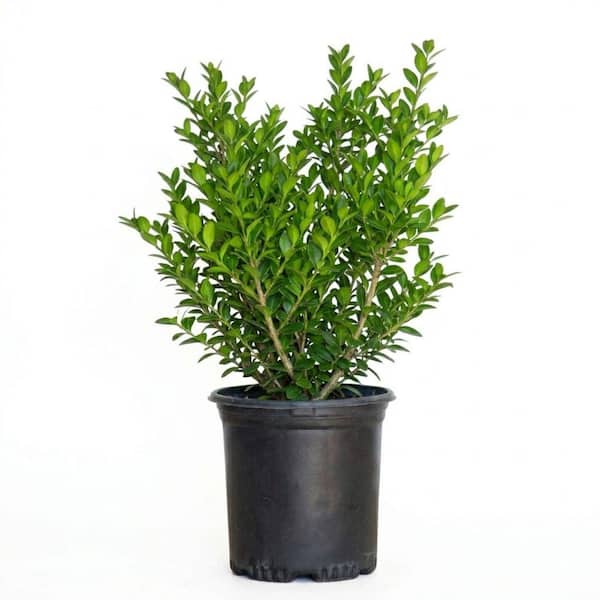 FLOWERWOOD 2.5 qt. Green Velvet Boxwood Shrub (Buxus) with Cold