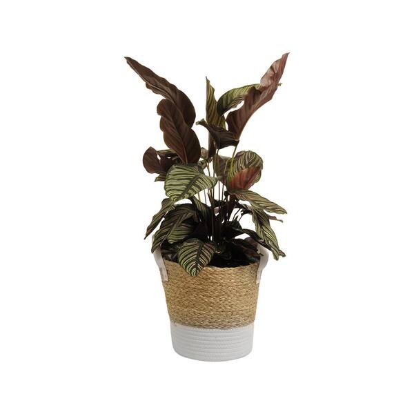 United Nursery Calathea Pinstripe Live Plant 24 in. - 30 in. Tall in Beige and White Wicker Basket