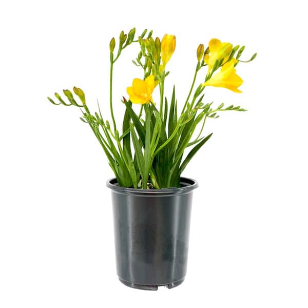 Unbranded 2.5 qt. Annual Freesia Yellow (1-Pack)