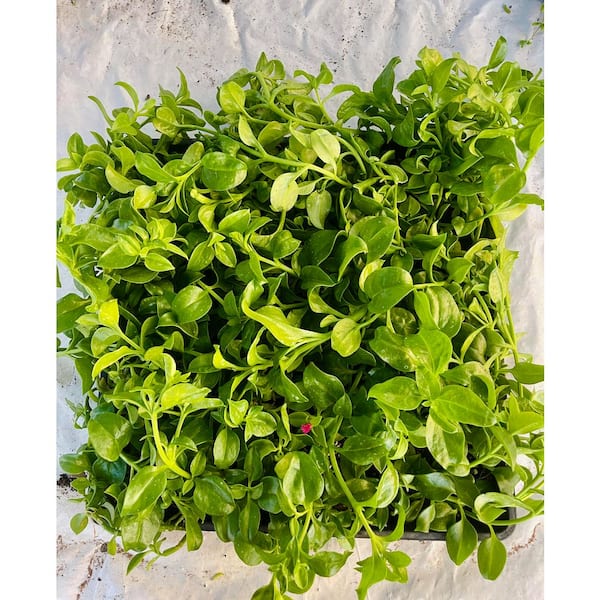 Aptenia Cordifolia with Red Flowers, Indoor Outdoor Pet-Safe Drought and Rabbit Resistance Succulent Plants (10-Pack)