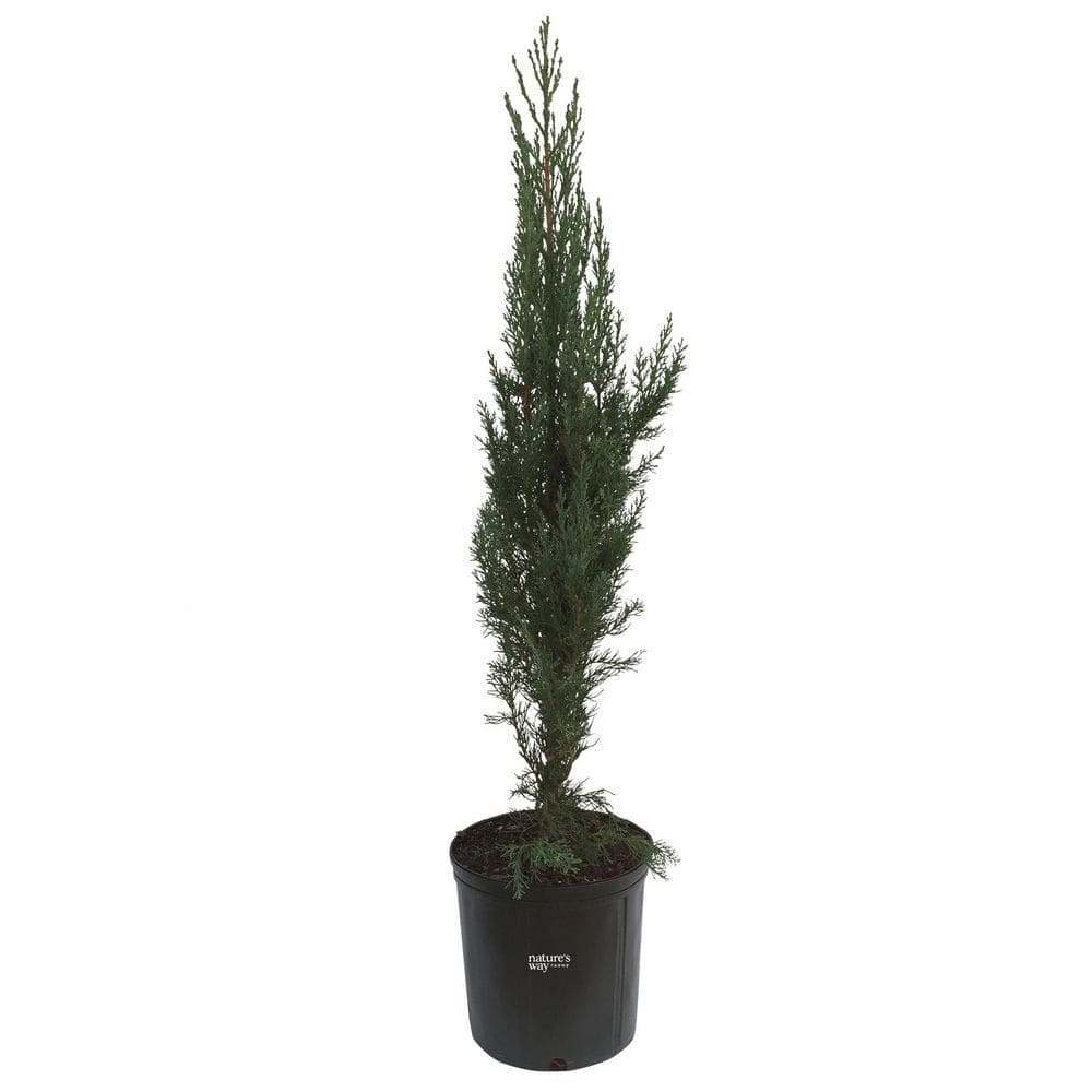 1.72 Gal. Screening Evergreen Italian Cypress (1-Pack) price history on PriceWatchPro