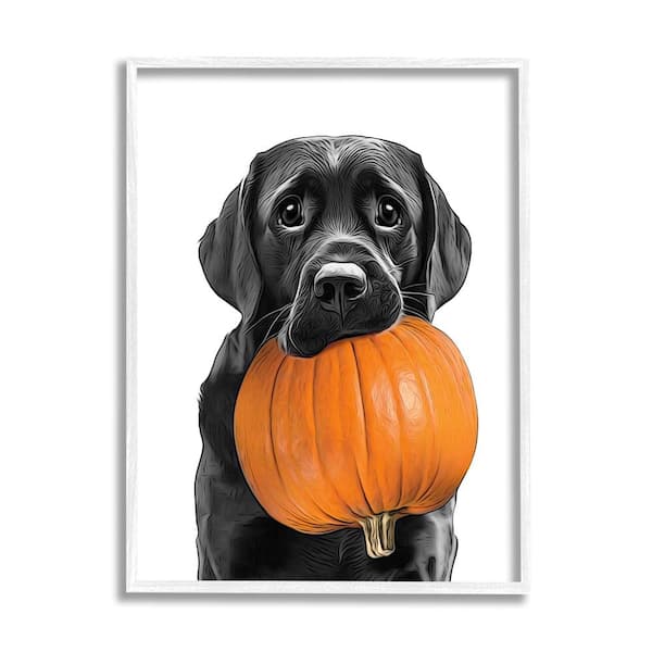 Stupell Industries Lab Dog with Pumpkin by Annalisa Latella 1 Piece Framed Graphic Print Animal Poster Art Print 30 in. x 24 in.