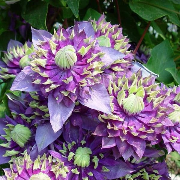 Clematis Taiga