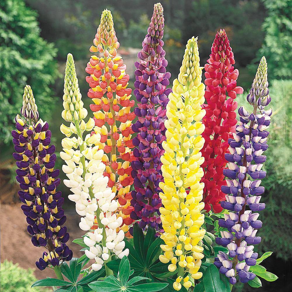 Mixed Colorful Lupines, Live Bareroot Plants, Assorted Flowering Perennials