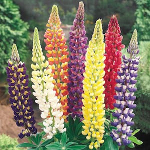 Mixed Colorful Lupines, Live Bareroot Plants, Assorted Flowering Perennials