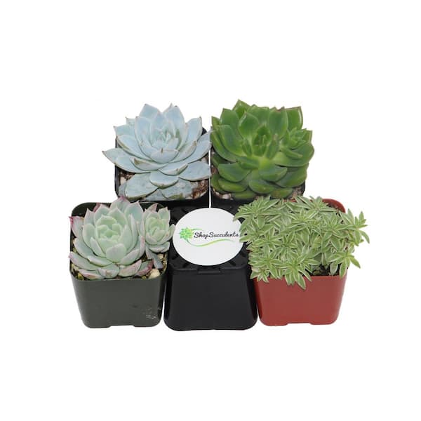 Succulents SucculentsII 2冊セット Succulents SucculentsII 2冊セット Succulents SucculentsII 2
