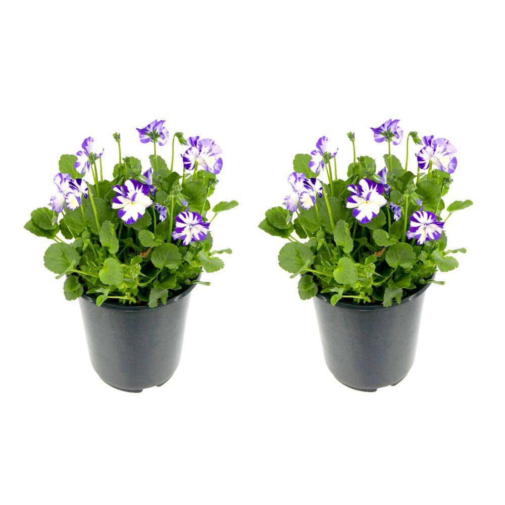 Perennial Viola c. Rebecca 2.5 qt. (2-Pack)