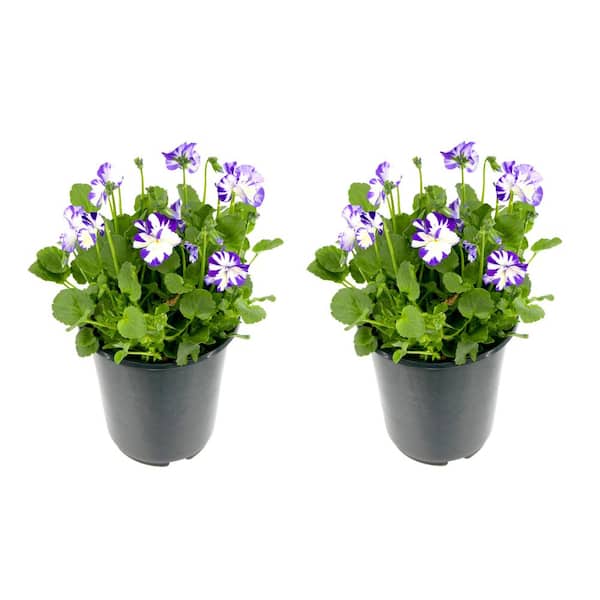 Unbranded Perennial Viola c. Rebecca 2.5 qt. (2-Pack)