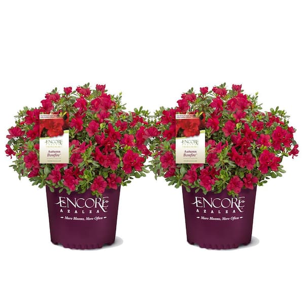 ENCORE AZALEA 1 Gal. Autumn Bonfire Shrub with Stunning True-Red Blooms (2-pack)