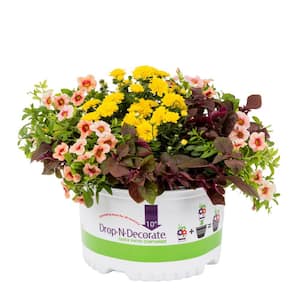 1.5 Gal. Drop N Decorate Fall Combo Calibrachoa, Mum Chrysanthemum, Iresene Annual Plant (1-Pack)