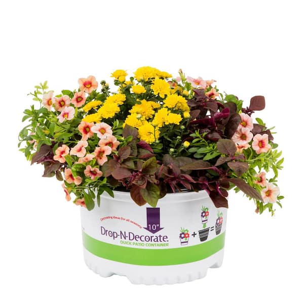 METROLINA GREENHOUSES 1.5 Gal. Drop N Decorate Fall Combo Calibrachoa, Mum Chrysanthemum, Iresene Annual Plant (1-Pack)