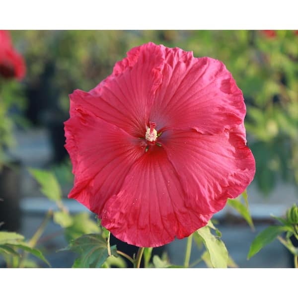 SEASON TO SEASON 1 Gal. Summer Spice with Pink Blooms Crepe Suzette Hibiscus Plant