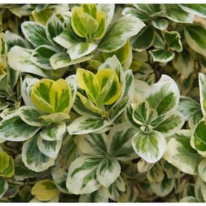 #5 Container Silver Queen Euonymus Shrub (2-pack)