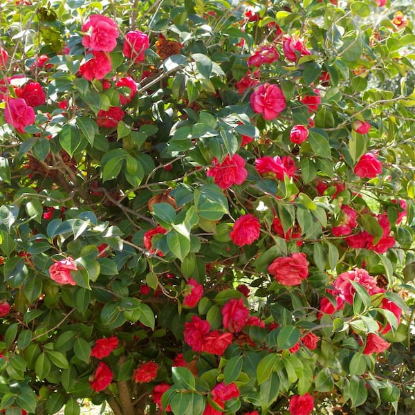 national PLANT NETWORK 1 Gal. Camellia Japonica Blood of China