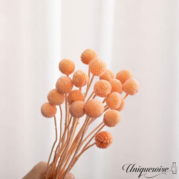 Uniquewise 40-Pieces Natural Dried Billy Ball Craspedia Flowers