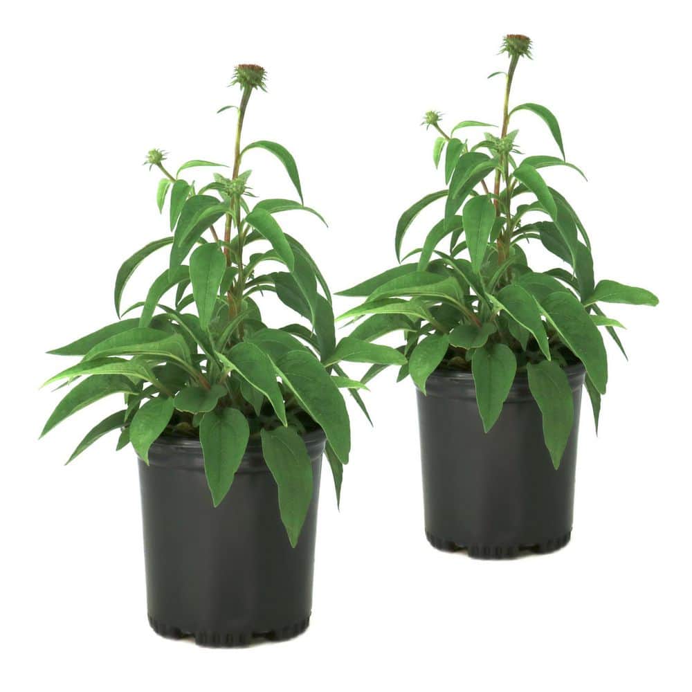 1 gal. Shasta Daisy Alaska Perennial Plant (4-Pack) price history on PriceWatchPro