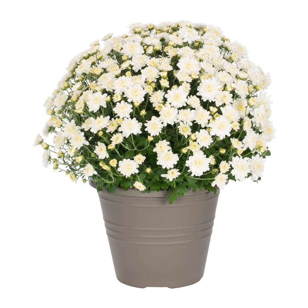 Metrolina Greenhouses Gal White Mum Chrysanthemum Winchester Planter