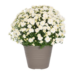 1 Gal. White Mum Chrysanthemum Winchester Planter Perennial Plant (1-Pack)