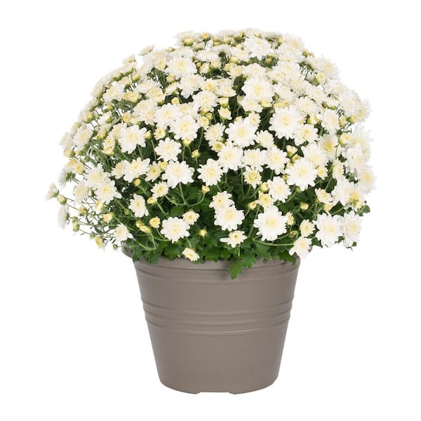 METROLINA GREENHOUSES 1 Gal. White Mum Chrysanthemum Winchester Planter Perennial Plant (1-Pack)