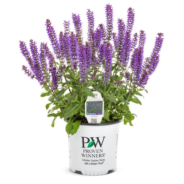 1 Gal. Violet Profusion Perennial Salvia (Salvia Nemorosa) Live Perennial Plant with Blue Flowers