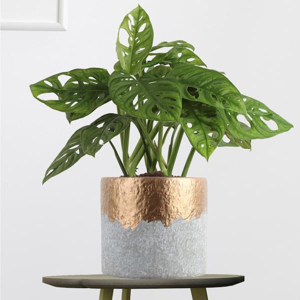 Monstera Deliciosa With Mid-Century Pot Large 2 ½ ft tall