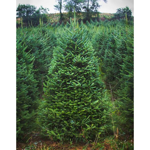 Fraser Fir  Wisconsin Tree Guy