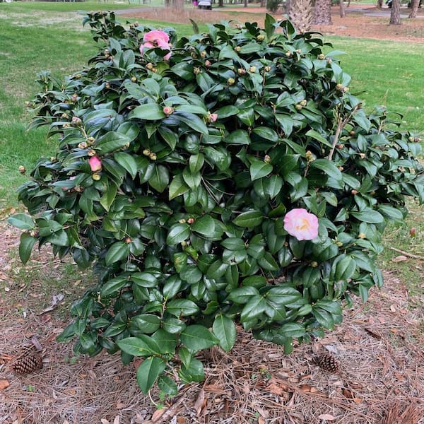 Camellia Japonica Rood (Japanse Roos Camellia Japonica Rood (Japanse Roos