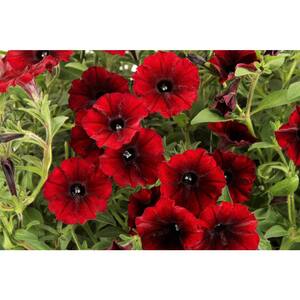 4.25 in. Grande Supertunia Black Cherry (Petunia) Live Plant, Dark Red Flowers (4-Pack)