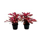 2.5 Qt. Bromeliad Neoregelia Plant Pimiento in 6.33 In. Grower's Pot (4-Plants)