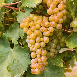 Premium Grafted Bareroot Grape Vine Sauvignon Blanc Plant (Set of 1)