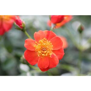 4.5 in. Quart Oso Easy Hot Paprika Landscape Rose (Rosa) Live Shrub, Orange Flowers