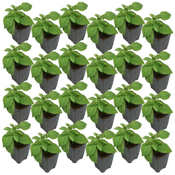 2.5 in. Lantana Bloomify PassionFruit Plant (24-Pack)
