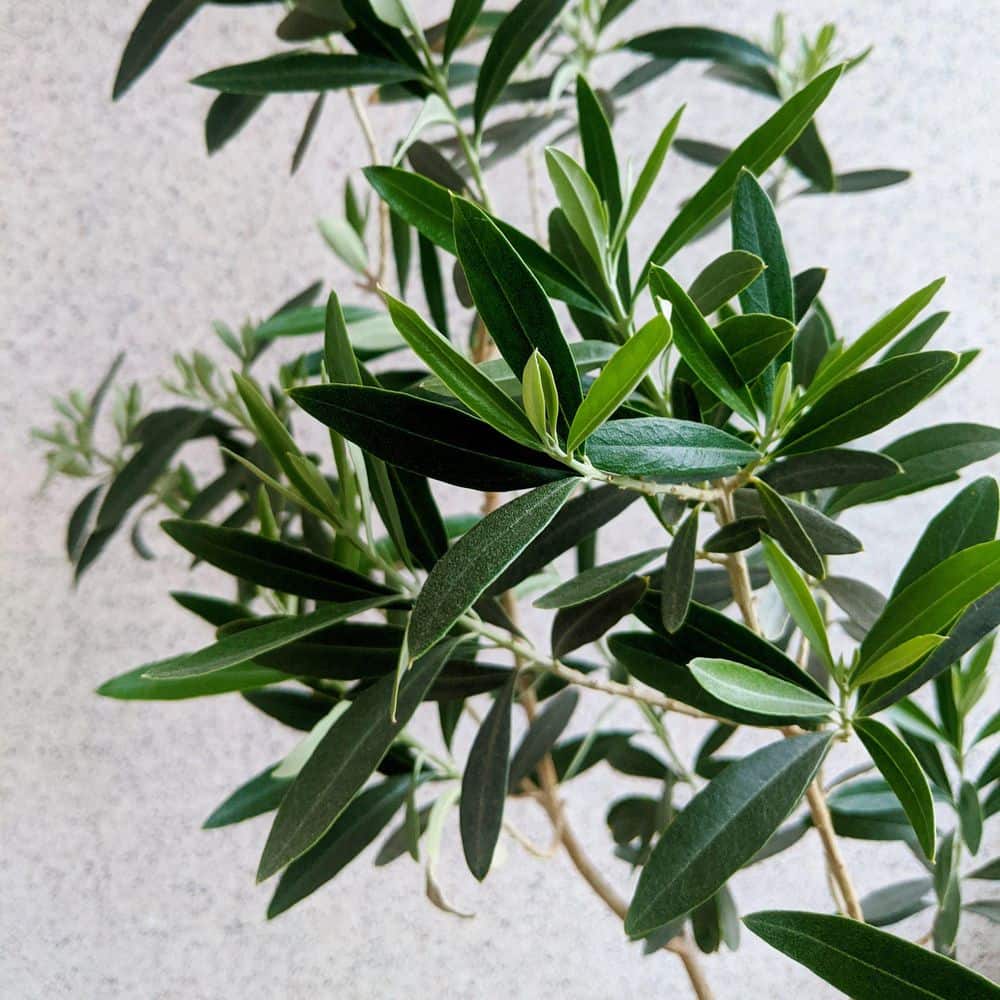 Wilsonii Olive Tree 20' Creamy White Blooms Full Sun Evergreen