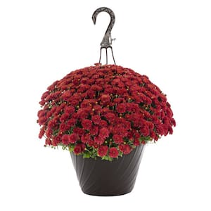 1.25 Gal. Red Mum Chrysanthemum Maristone Hanging Basket Perennial Plant (1-Pack)