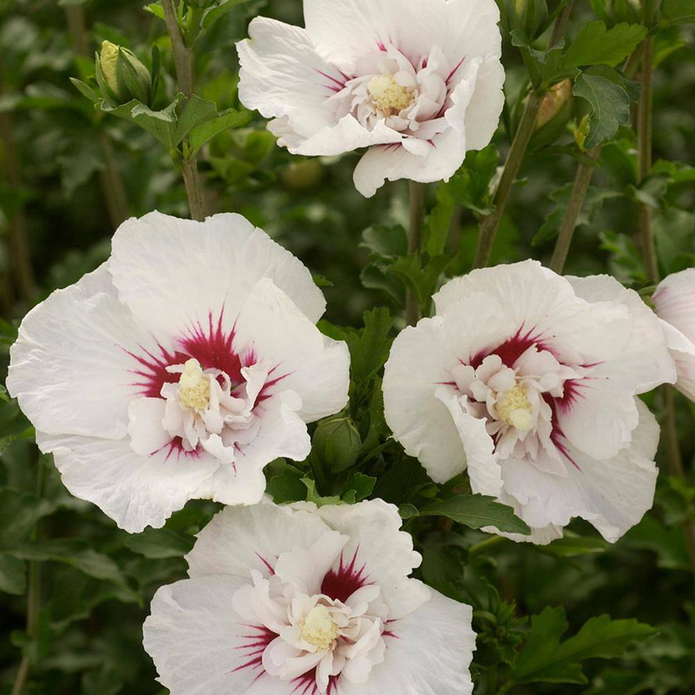 2-Gallon White and Purple-Red Bali Hibiscus Shrub